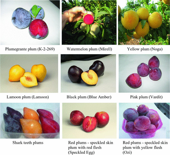 427561 1 En 5 Fig5 HTML - Zdaj za zdravo sadje, ki lahko krepi vaš imunski sistem! Zato, ker ga ima!