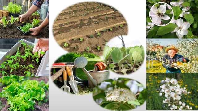 Slika1 majski vrt in sadovnjak - Domači vrt in sadovnjak v začetku maja ter majska opravila na kmetijskih površinah