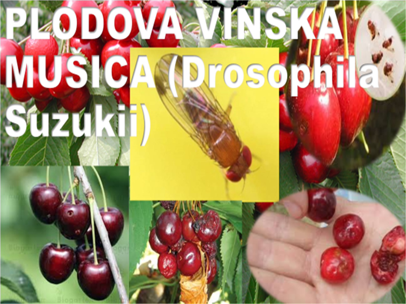 Slika1 1368x1024 - NARAVNI STOP: Plodova vinska mušica (Drosophila suzukii) - ki je nočna mora sadjarjev, vinogradnikov, pridelovalcev jagodičevja! Da jo preprečite, ukrepajte nemudoma! Z našim naravnim proizvodom POVSEM BREZ KARENCE, ki je dovoljen tudi v ekološki pridelavi. V uporabi že od leta 2015!