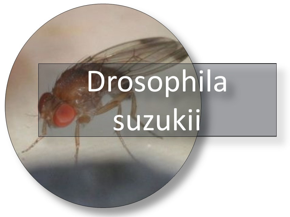 116052014 644479852832136 4040417981971264376 n naslovna 111111 - EXCELLENT NATURAL & SUSTAINABLE SOLUTION to prevent problems with Drosophila suzukii
