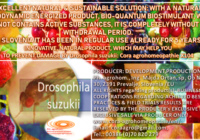 Drosophila suzukki www.cora agrohomeopathie.com  200x140 - EXCELLENT NATURAL & SUSTAINABLE SOLUTION to prevent problems with Drosophila suzukii