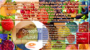 Drosophila suzukki www.cora agrohomeopathie.com  300x169 - EXCELLENT NATURAL & SUSTAINABLE SOLUTION to prevent problems with Drosophila suzukii