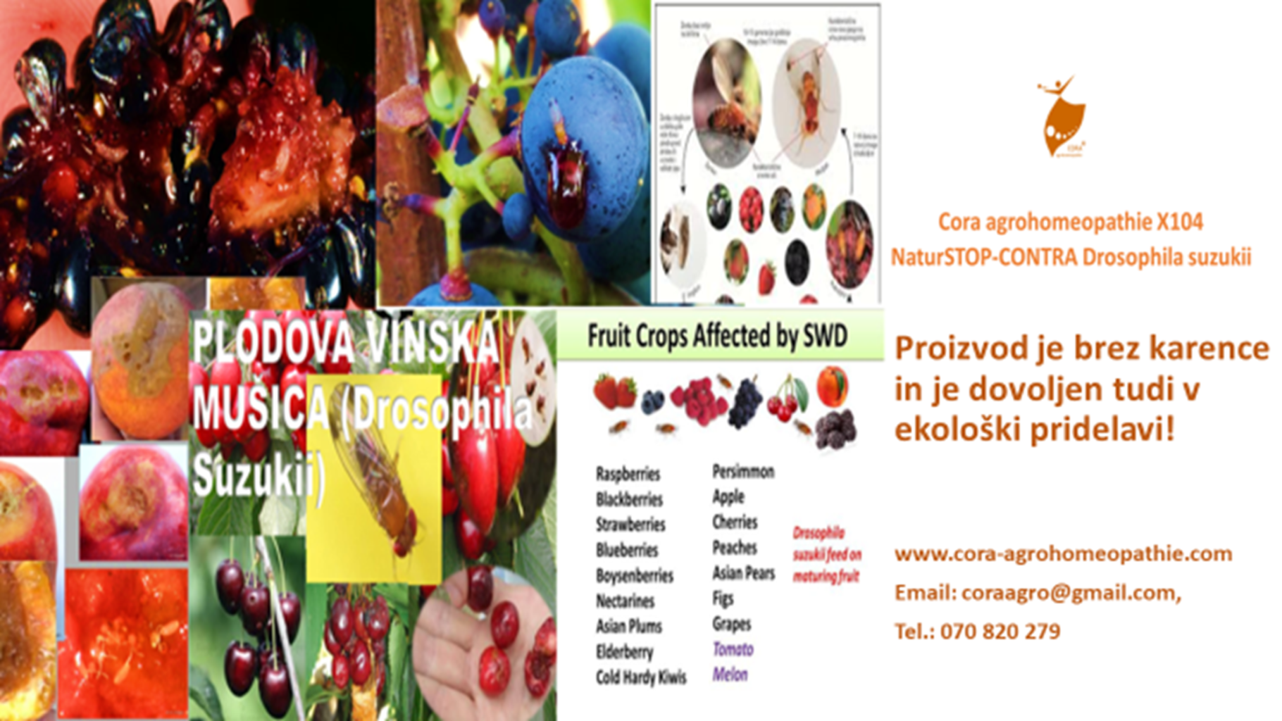 NARAVNI STOP PLODOVA VINSKA MU%C5%A0ICA Cora agrohomeopathie X104 NaturSTOP CONTRA Drosophila suzukii 1820x1024 - EXCELLENT NATURAL & SUSTAINABLE SOLUTION to prevent problems with Drosophila suzukii