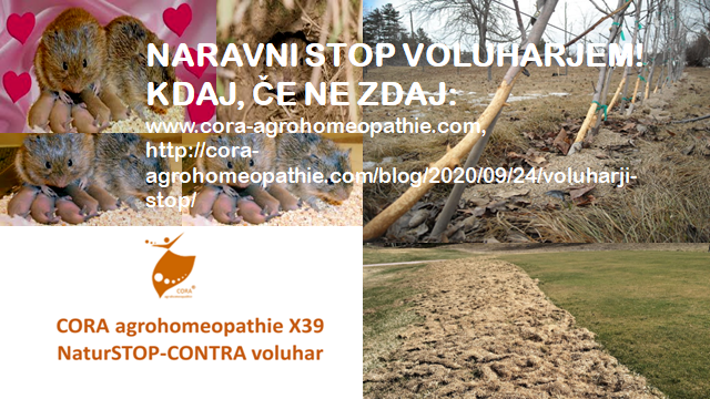 NARAVNI STOP VOLUHARJEM CORA agrohomeopathie X39 NaturSTOP voluhar www.cora agrohomeopathie.com Aktualne novice in članki - VOLUHARJI, STOP!    Naravno, s škropivom iz naravnega agrohomeodinamičnega proizvoda POPOLNOMA BREZ KARENCE, ki je DOVOLJEN TUDI V EKOLOŠKI PRIDELAVI! Pa še 100% slovenski proizvod je!