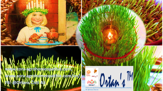 Božično žito sestavljena fotka - Praznik Luči in Božično žito ter o pomembnih močeh starih običajev