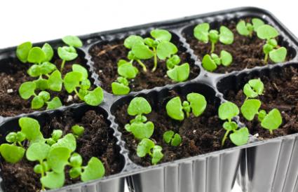144588 425x274 basil seedling tray - Semena blagostanja - posejte si jih že sedaj!