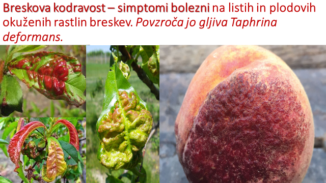 Breskova kodravost - Naravni STOP - listna kodravost breskev in nektarin