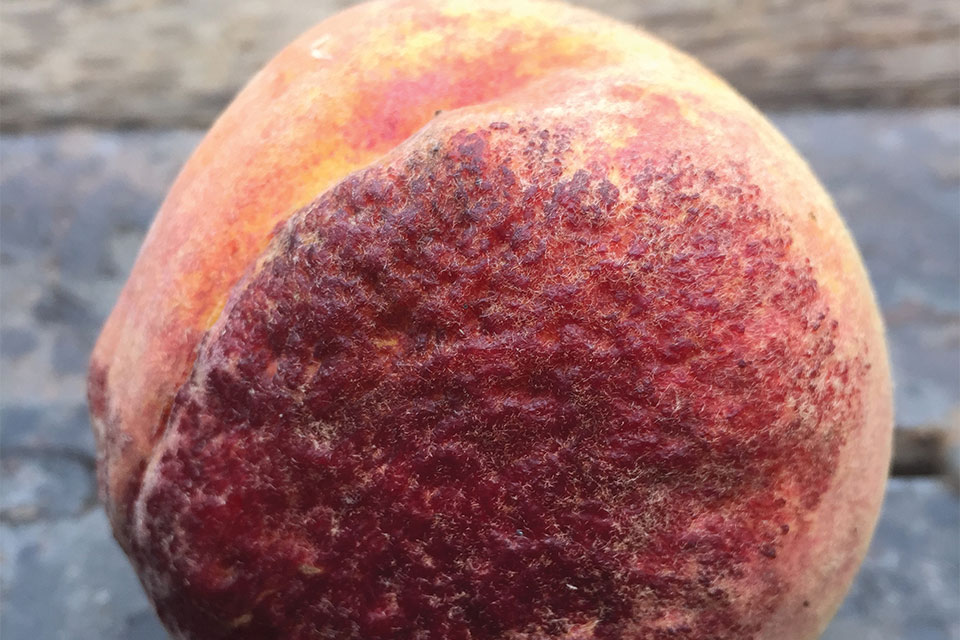 Peach leaf curl symptoms on fruit - Naravni STOP za BRESKOVO KODRAVOST