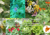 image 200x140 - Corine e - novice: Naravna krepitev vitalnosti - odpornosti in prilagodljivosti rastlin na sušo in na plesni