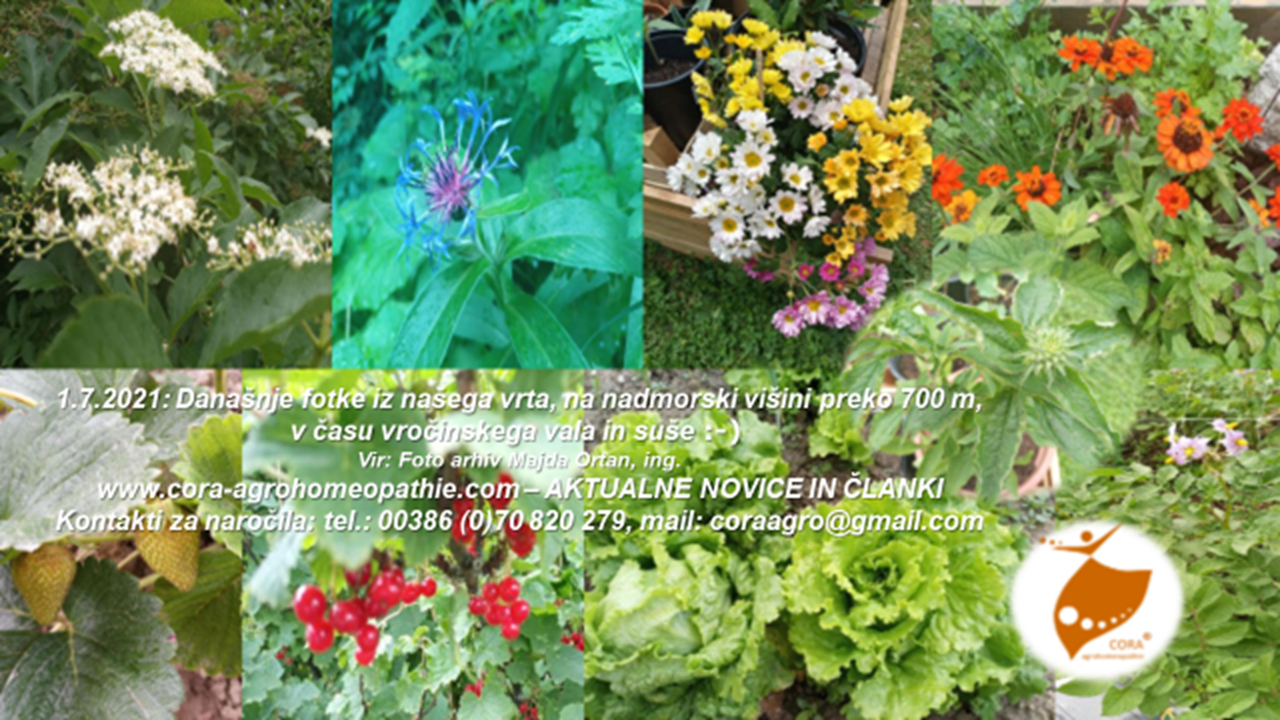 image - Corine e - novice: Naravna krepitev vitalnosti - odpornosti in prilagodljivosti rastlin na sušo in na plesni