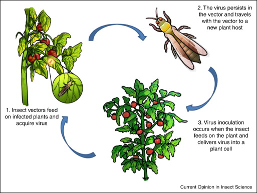 1 s2.0 S2214574515000127 gr1 Source Disruption of insect transmission of plant viruses ScienceDirect - Vsaj to morate vedeti O RASTLINSKIH VIRUSIH, ki (lahko) ogrožajo tudi slovensko pridelavo hrane