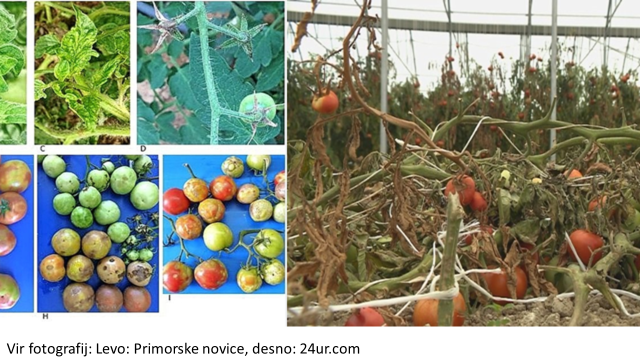 Paradižnikov virus ToBRF - NARAVNI STOP za VIRUS ToBRF (Virus rjave grbančavosti plodov paradižnika), ki je že začel ogrožati tudi slovensko pridelavo paradižnika, paprike, feferonov