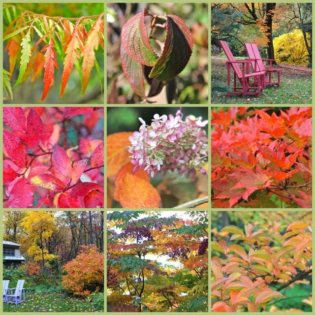fall foliage shrubs and trees source A Way to Garden - DA BO JESENSKA SADITEV SADNEGA DREVJA, JAGODIČEVJA, OKRASNIH DREVES IN GRMOVNIC USPEŠNA