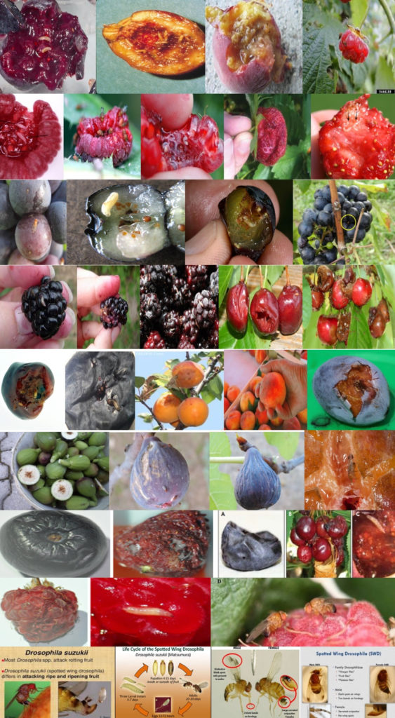 Fruits affected with Drosophola Suzukii  563x1024 - Naravni STOP - Plodova vinska mušica (Drosophila suzukii)
