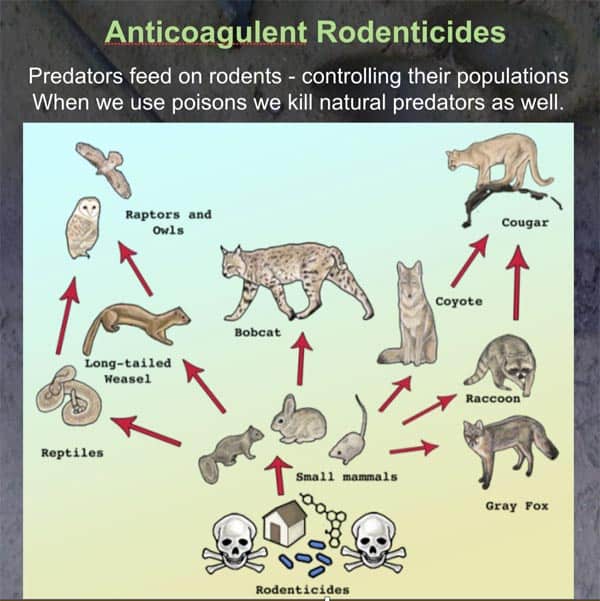 Anticoagulent Rodenticides - Se pri pri ukrepanju pred podganami in mišmi lahko izognemo uporabi antikoagulativnih rodenticidov (AR) in s tem preprečimo škodo za ljudi, živali, tla, vodo, okolje? SEVEDA! Tu piše, kako!