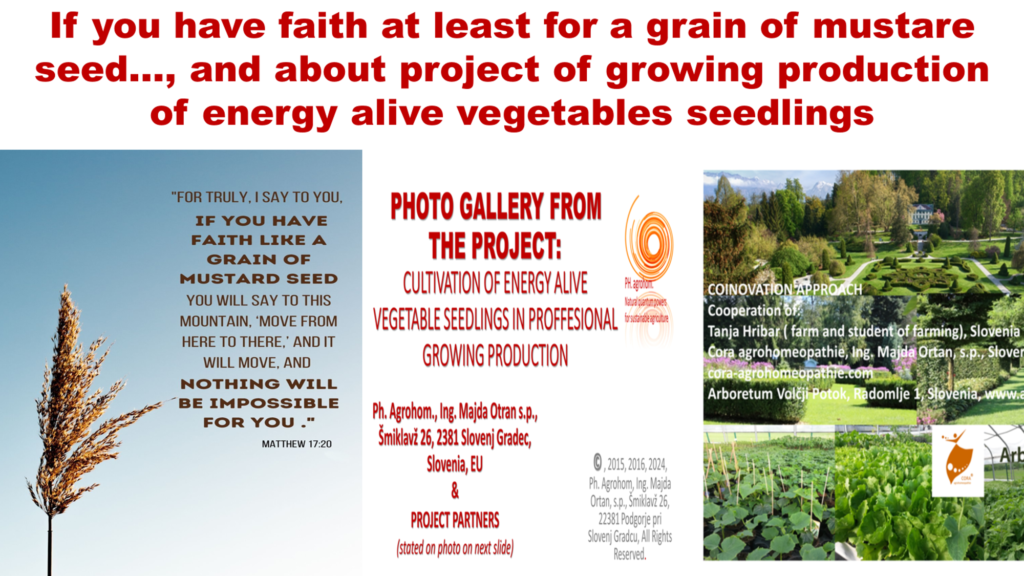 Slika3 1024x576 - If you have faith at least for a grain of mustare seed..., and about our insightful Project of growing-production of Energy Alive vegetables seedlings