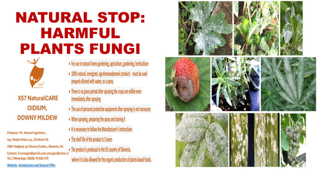 NATURAL STOP HARMFUL PLANTS FUNGI 1024x576 - GREEN LIVES MATER