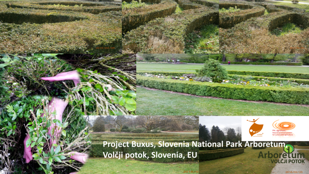 Project Buxus Slovenian National Park Arboretum V.P 1024x576 - What was seemingly dead has come to life and lives well!