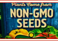 non gmo seeds 200x140 - THERE WILL NOT BE (OUR) BREAD FROM THIS FLOUR