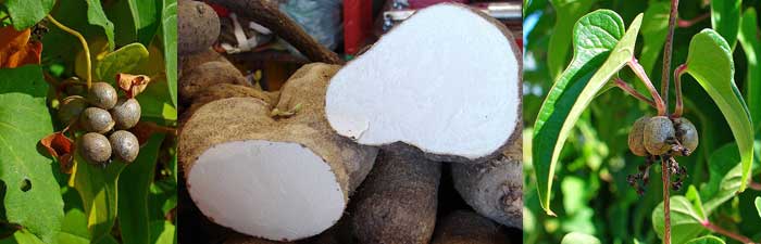 JAM ENERGY BOOST - Root of Light Dioscorea batatasAll 1 - JAM ENERGY BOOST - Root of Light