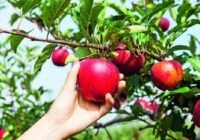 jabolko sadje jablana1 1 200x140 - Okvirni pridelovalni program za pridelavo naravnih jabolk - uspešno, učinkovito, brez kemije - s proizvodi Cora agrohomeopathie®