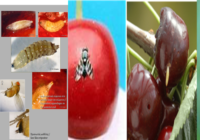 Slika5 200x140 - Češnjeva muha in plodova vinska mušica - odlična naravna rešitev, brez karence, dovoljena v ekološki pridelavi