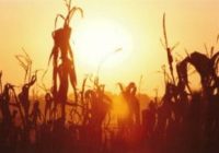 Corn Stalks Sunset 300x199 200x140 - POTREBNO IN NUJNO: HITRA NARAVNA REGENERACIJA- KO OD VROČINE, SUŠE, POŽAROV, ZGORIJO TLA IN NJIHOVA NARAVNA ŽIVOST