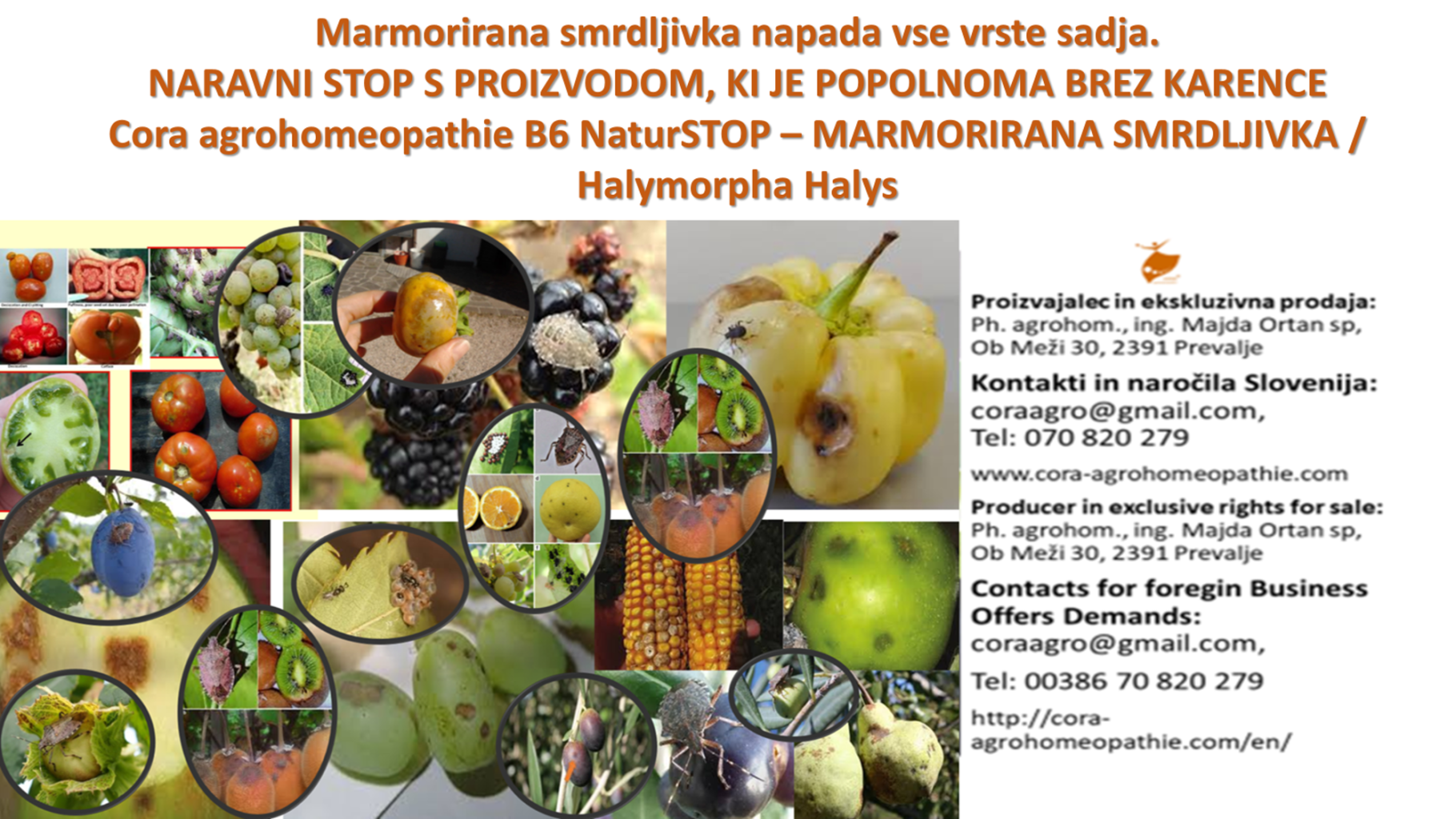 MARMORIRANA SMRDLJIVKA - Nočna mora vseh pridelovalcev Marmorirana smrdljivka oglasna slika 1 1820x1024 - MARMORIRANA SMRDLJIVKA - Nočna mora vseh pridelovalcev